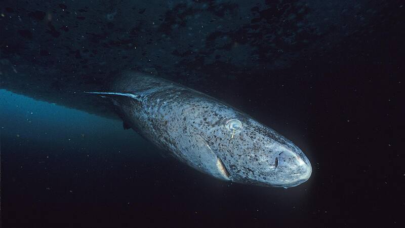 Científicos investigan cómo el metabolismo de este tiburón podría influir en la salud humana.