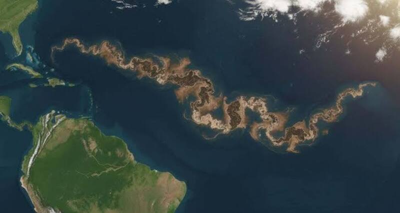 El Gran Cinturón Atlántico de Sargazos es una amenaza para México. Fuente: archivo