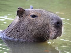 Uruguay exportó carpinchos a Taiwán: viajaron con microchip y pañales