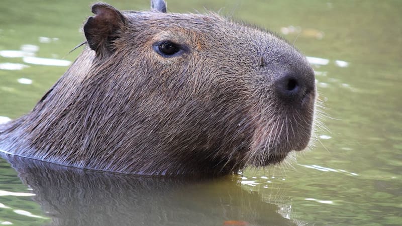 Uruguay exportó 15 carpinchos a Taiwan, como mascotas. ARCHIVO