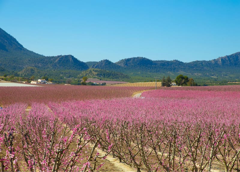Llega la primavera a Estados Unidos y todos los ciudadanos podrán gozar de los campos llenos de flores. Fuente: Archivo.