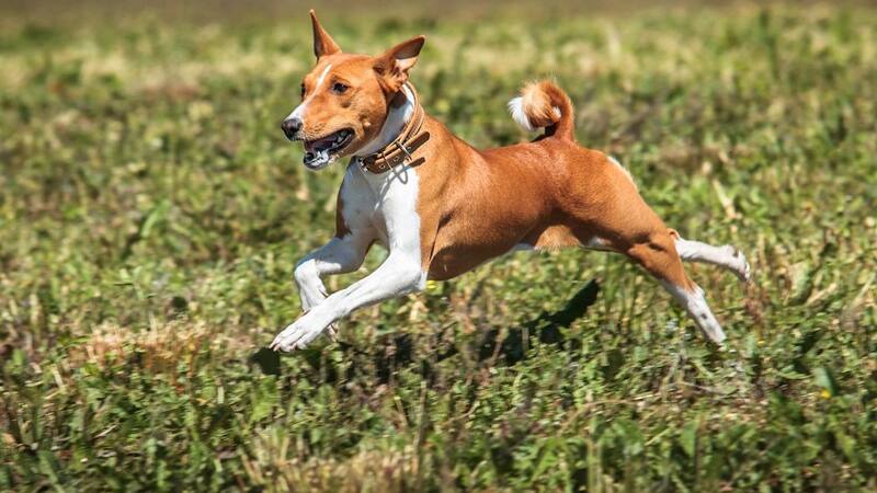 La raza de perro del Antiguo Egipto y que es ideal si querés un perro que no ladre ni se enferme