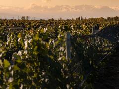 Escapada de fin de semana a las bodegas de Buenos Aires