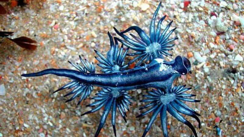 Esta rara especie tiene características sorprendentes.