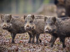 Adiós jabalíes: la ciudad española que pagará más de 300 euros por cada animal abatido para reducir drásticamente su población