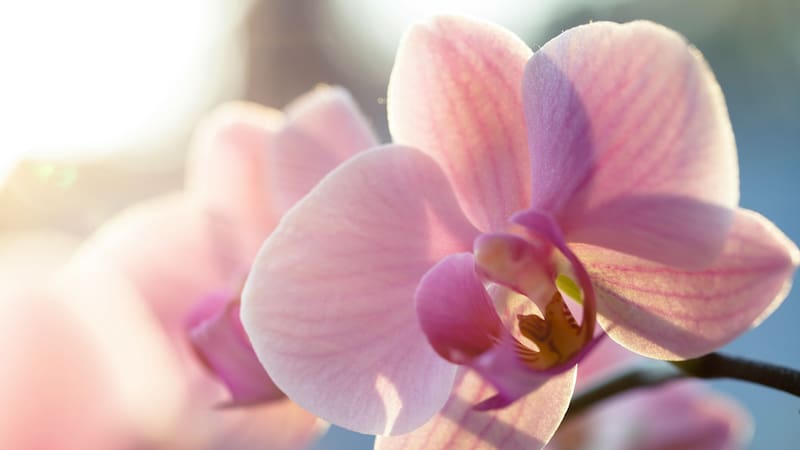 Tener orquídeas en el lugar de trabajo puede mejorar la concentración y el éxito profesional.