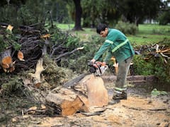 Fuerte demanda de generadores eléctricos y motosierras tras el temporal