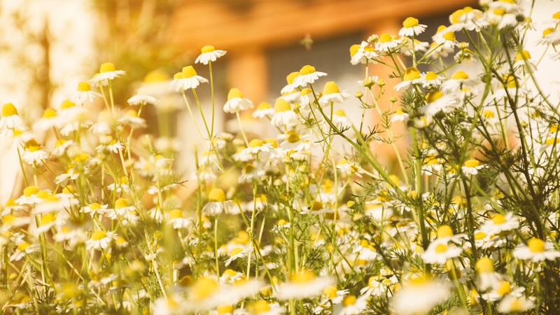 La manzanilla es una hierba medicinal versátil que alivia irritaciones cutáneas y picaduras.