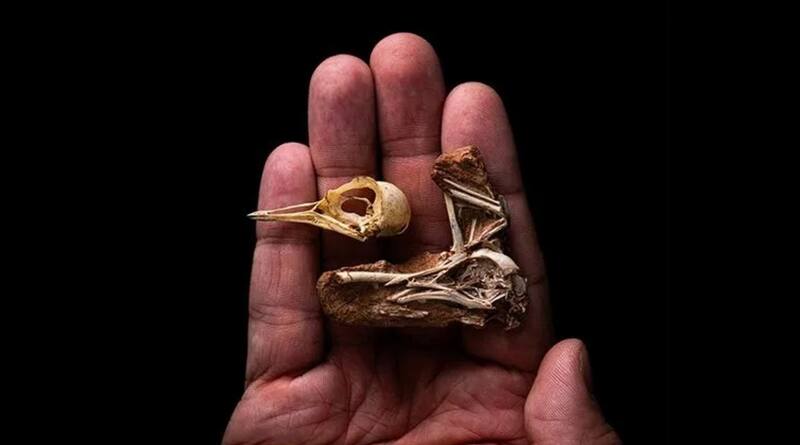 El fósil descubierto en Brasil pertenece a un ave de 80 millones de años, proporcionando información clave sobre su anatomía. (Foto: Stephani Abramowicz - NHM Los Angeles)