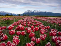 Se acerca octubre y el campo de tulipanes más famoso de la Argentina lo sabe: dónde queda, cómo visitarlo