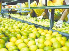 Citrícola San Miguel desembarca en EE.UU. con venta de frutas frescas