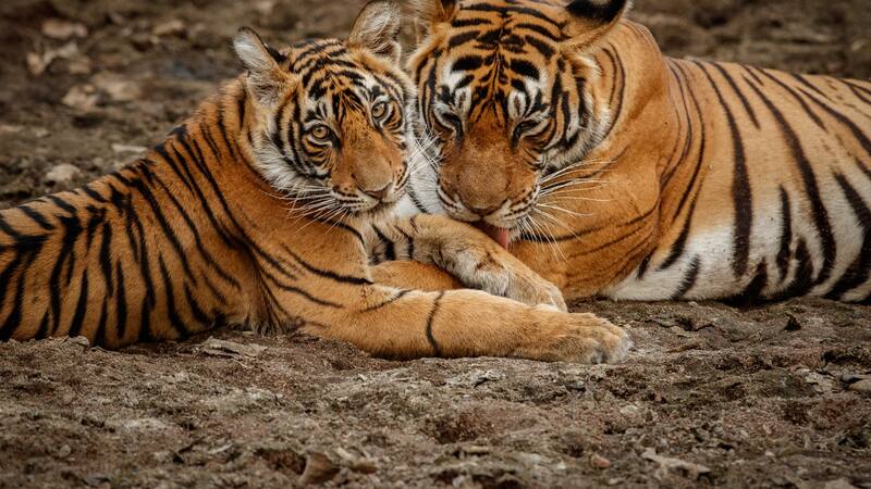 La presencia del tigre favorece el ecoturismo en la región y genera nuevas oportunidades laborales para la comunidad local.
