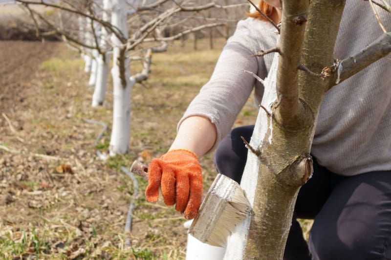 Realizar correctamente el calado puede ayudar notablemente a los árboles frutales. Fuente: Archivo