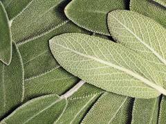 Ni ortiga ni romero: la hierba de jardín que debés ponerle al shampoo para que te crezca el pelo más rápido