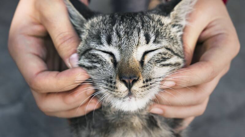 El ronroneo es un comportamiento natural en los gatos que puede ocurrir en diversas situaciones.