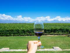 La cepa sucesora: qué es la bonarda, la nueva apuesta vitivinícola