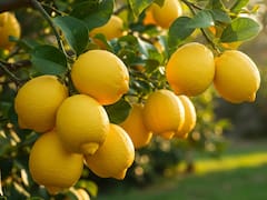 Ni a diario ni una vez por semana: cada cuánto hay que regar el limonero para tener limones grandes en primavera