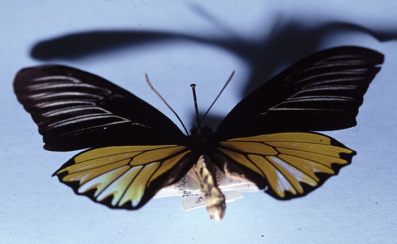 La inteligencia artificial permitió analizar miles de mariposas, revelando datos que apoyan tanto las teorías de Darwin como las de Wallace (Fuente: Robert Nash / Wikimedia Commons)