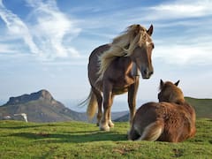 Visión nocturna e inteligencia emocional: los superpoderes que esconden los caballos