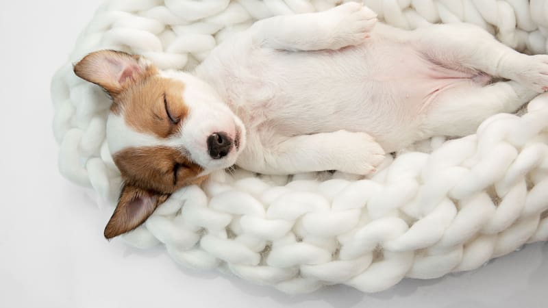 ¿Con qué sueñan los perros?