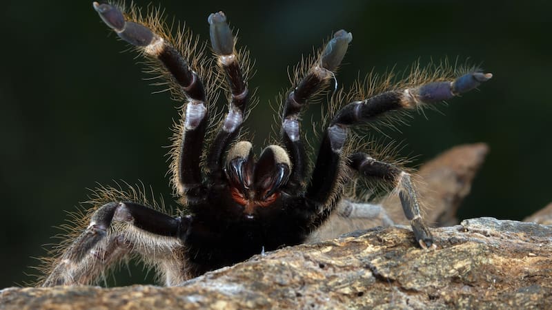 La tarántula Goliat utiliza sus poderosos colmillos para inyectar veneno a sus presas, paralizándolas antes de devorarlas.