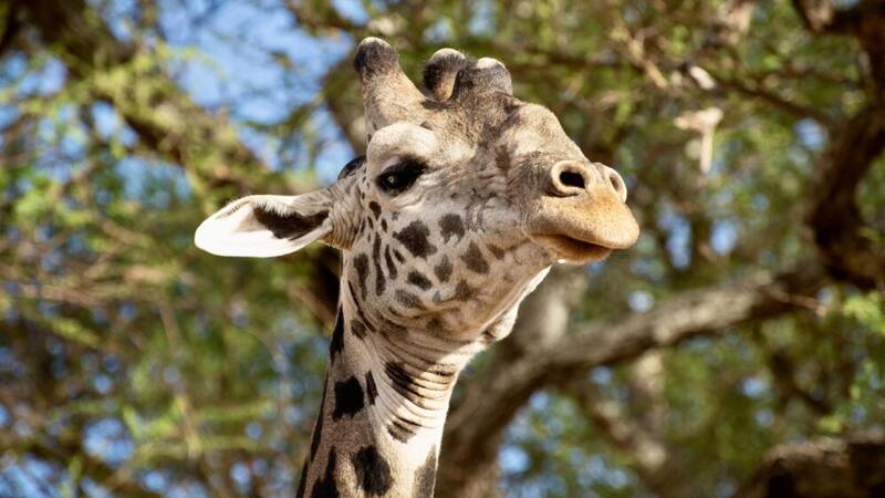 Los restos fósiles fueron hallados en un importante yacimiento español.