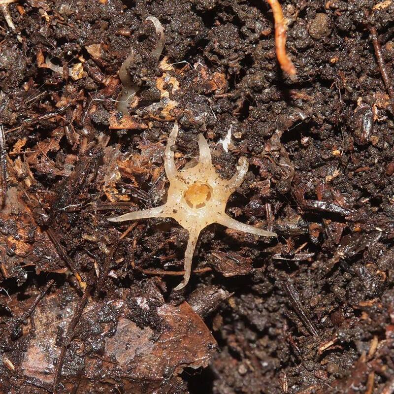 Asombrosa imagen de una linterna de hada. Fuente: EFE.