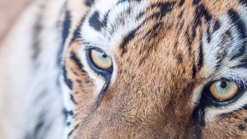 Durante 30 años se creyó que esta especie estaba extinta: hoy hay indicios que prueban que habría sobrevivido en estado salvaje.