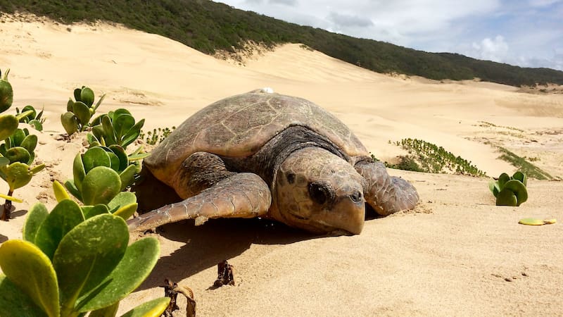 Un ejemplar de tortuga laúd encontrado sin vida en la costa argentina refleja el impacto de la pesca incidental en la especie.