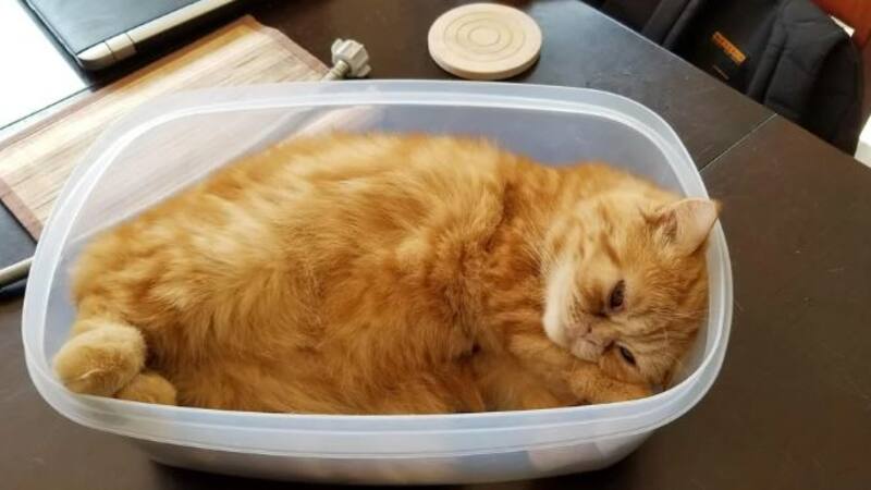 Los memes en redes provocaron las risas de varias generaciones.