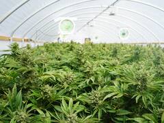 Nace Cannabis Conicet, la empresa pública para hacer pie en un negocio millonario