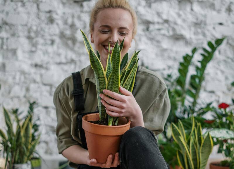 La lengua de suegra es valorada por sus propiedades energéticas. (Fuente: Archivo)