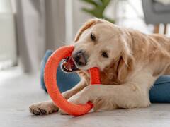 ¿Cómo evitar que tu perro muerda todo y obedezca? Tres consejos para educarlo de la mejor manera