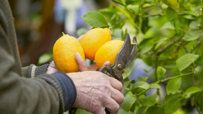 Con estos consejos, cuando llegue la primavera, podrás disfrutar de una cosecha de limones frescos y saludables.