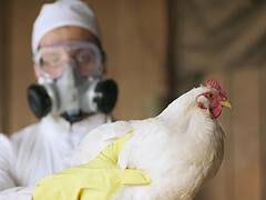 Gripe aviar: alertan por una mutación que puede propagarla a humanos