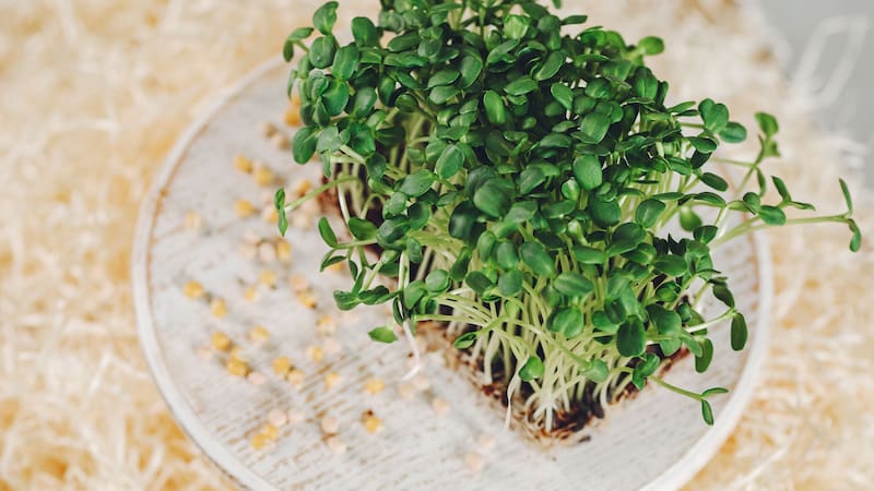 La Alfalfa es un alimento ideal para quienes están buscando mejorar su salud por su valor nutricional.