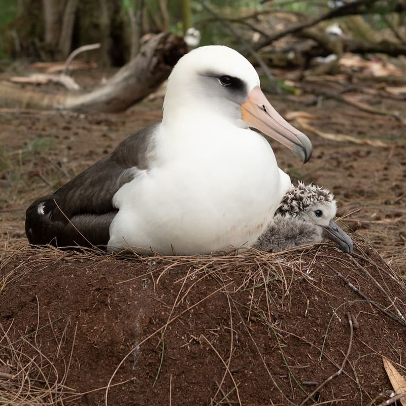 A lo largo de su vida, Wisdom ha puesto entre 50 y 60 huevos, marcando un hito en la biología de las aves. (Foto: Instagram @usfws)