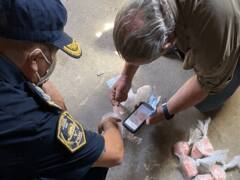 Qué es el carfentanilo, la nueva droga veterinaria que fue encontrada en la cocaína adulterada que mató a 24 personas