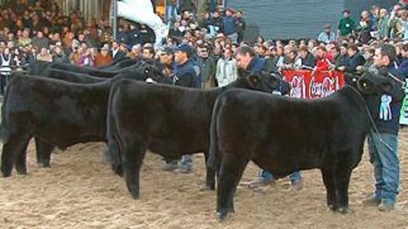 Se estructuró una primera muestra de referencia de 1200 animales