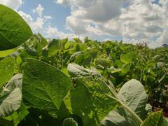 La soja volvió a superar los u$s 640 por tonelada