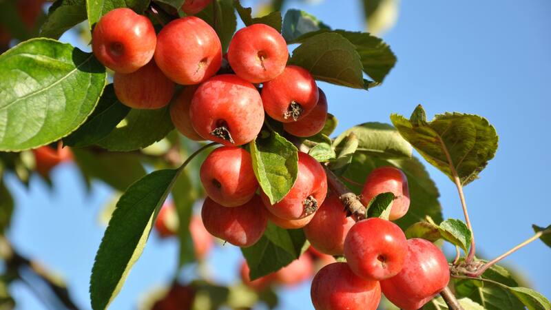 Este árbol frutal es ideal para los que buscan una especie fácil de cuidar.