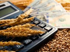 "Números malos": la baja siembra de trigo enciende alertas, del precio de pan al ingreso de dólares