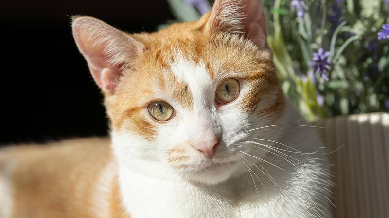 <div class="migrated-promo-image__description"><div class="migrated-promo-image__source">Fuente: Pexels</div></div>