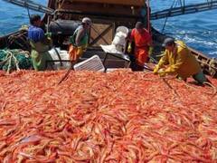 Crisis en el sector pesquero: ya se perdieron más de 300 millones de dólares