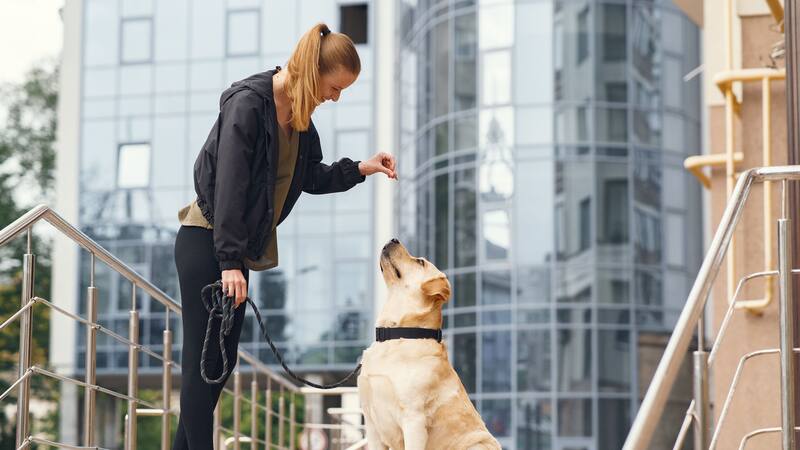 Los adiestradores pueden disfrutar de un ingreso considerablemente alto en algunos estados.