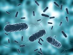 Alerta de la OMS: una enfermedad letal está resurgiendo por el cambio climático