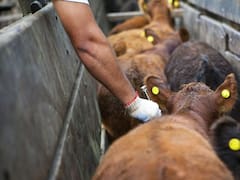 La vacuna antiaftosa de Argentina es una Vacuna de Clase Mundial