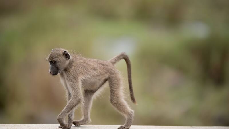 Los cambios genéticos pueden tener efectos profundos en la anatomía y adaptabilidad de una especie.