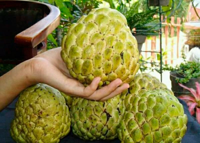 Su consumo regular puede ayudar a reducir los síntomas de artritis y reumatismo. Además, la fibra dietética del saramuyo favorece la salud intestinal y la regularidad del tránsito digestivo. Foto: gob.mx