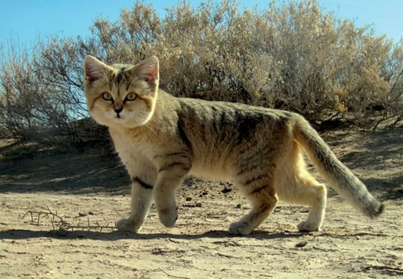 El gato del desierto. Foto: Wikimedia Commons - Payman sazesh